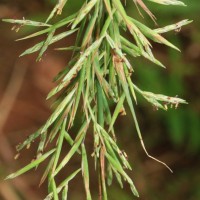 Cymbopogon citratus (DC.) Stapf